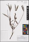 Foto von Salix eleagnos Scop.